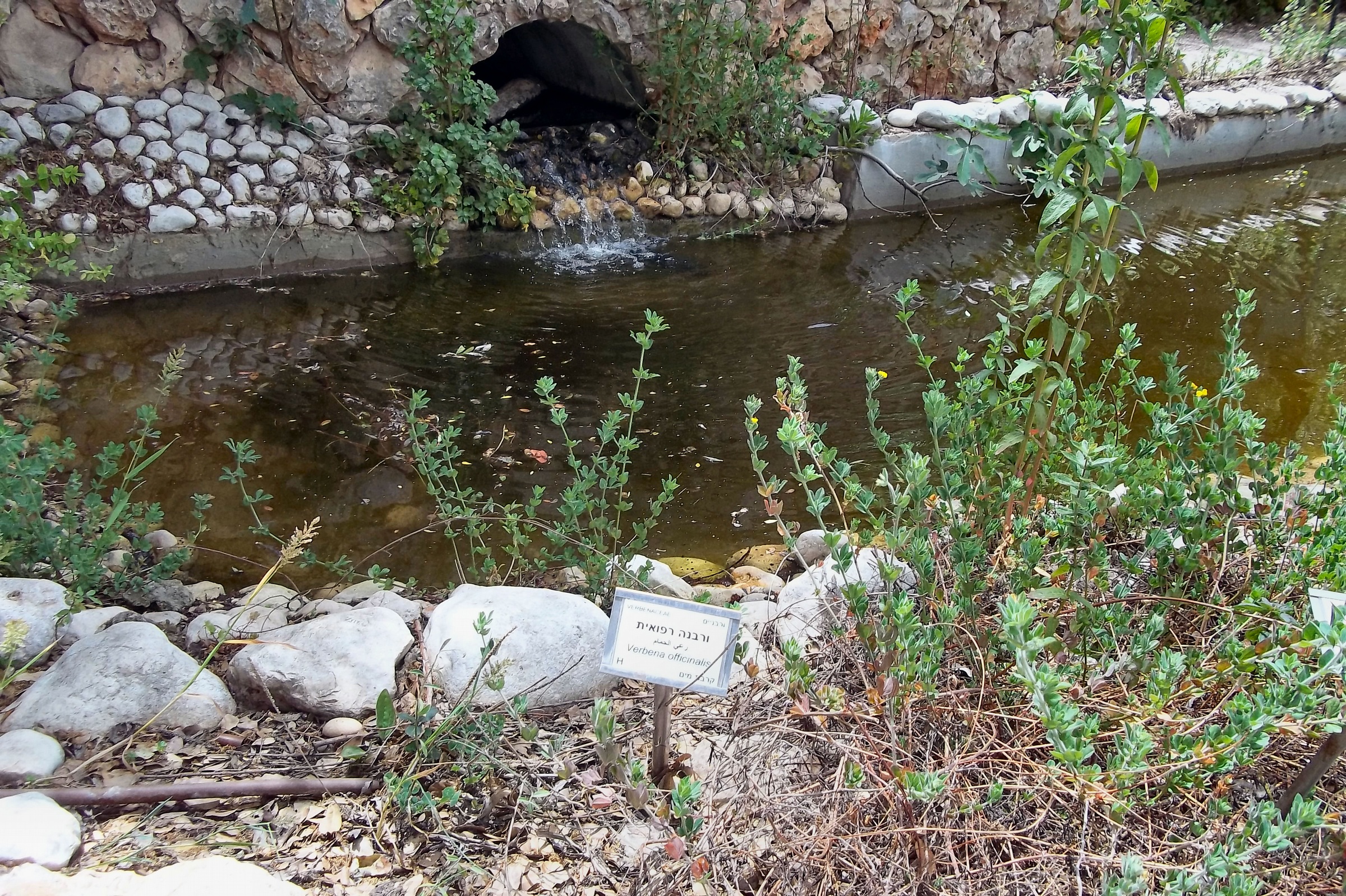 מעל פסגת הר הצופים