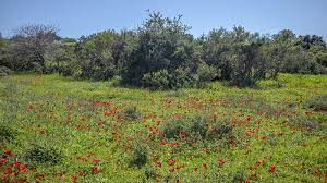הרי ירושלים בשיא הפריחה