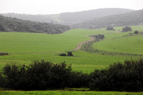 בוטניקה וליקוט בפארק עדולם