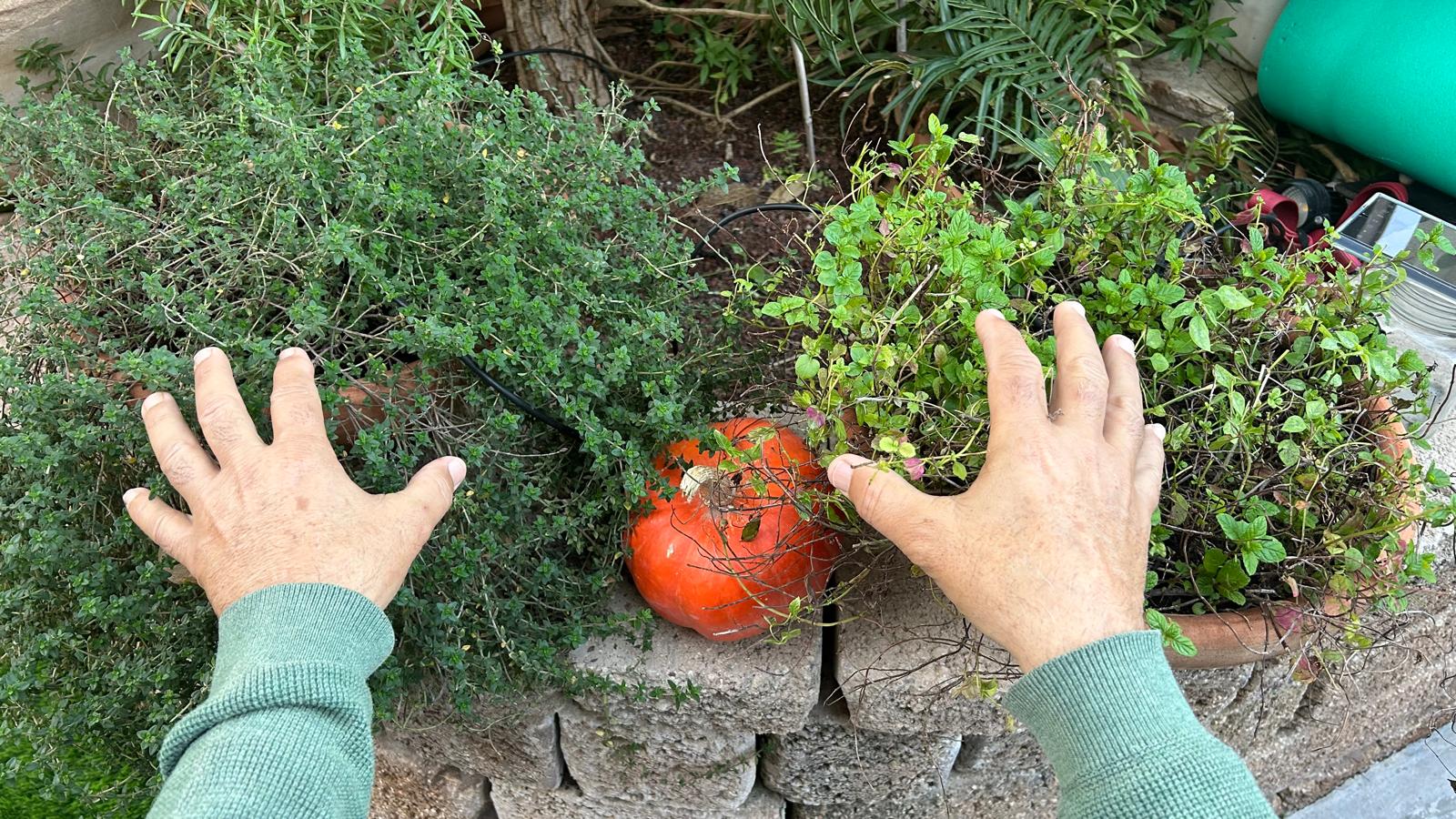 סיור ליקוט בצפון מדבר יהודה | יום ד' | 12 בפברואר 2025 | הדרכה : ד"ר ירון עובדיה